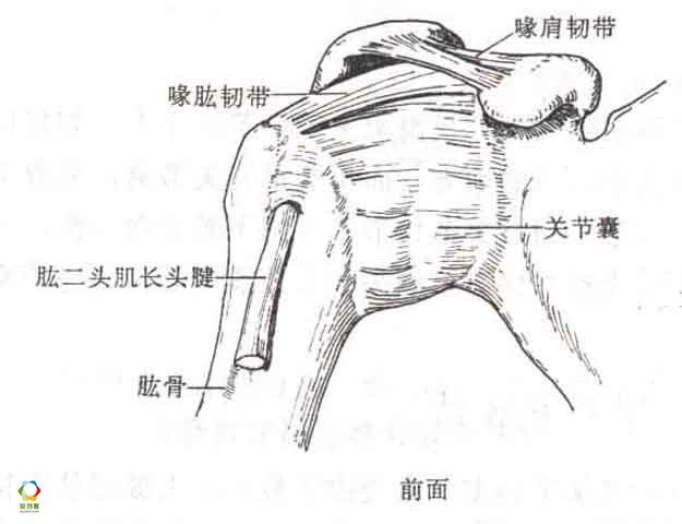 【乐羽健体育】羽毛球训练过程中,肩关节损伤怎么办?