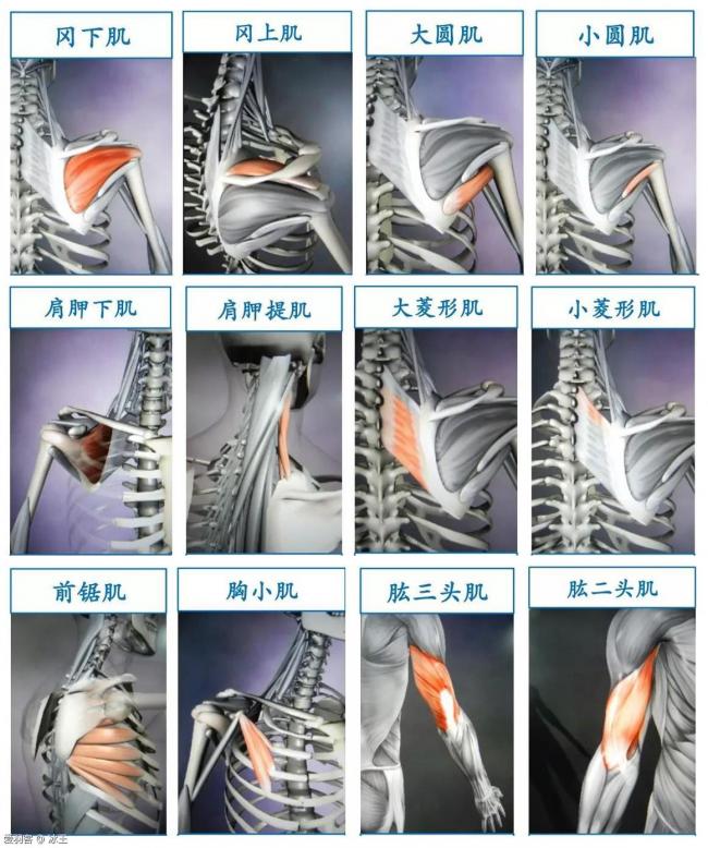当然还有一些小肌肉辅助作用,包括冈肌,圆肌,肩胛肌,菱形肌,前锯肌,肱