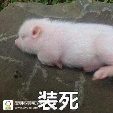 我怎么感觉羽联用慢速球套路两位大爷