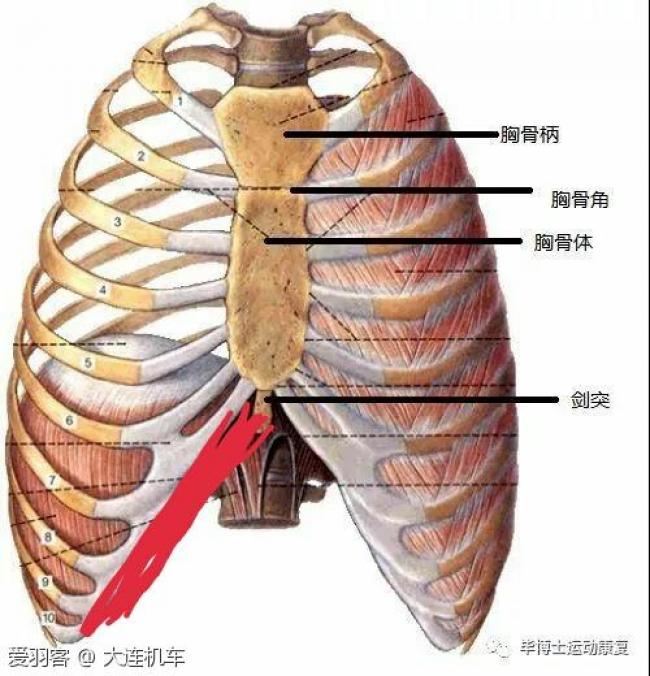 左季肋区疼痛位置图图片